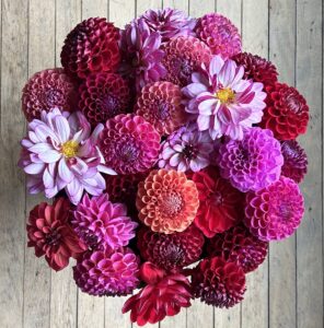 Oak-and-Blossom zinnias 2026