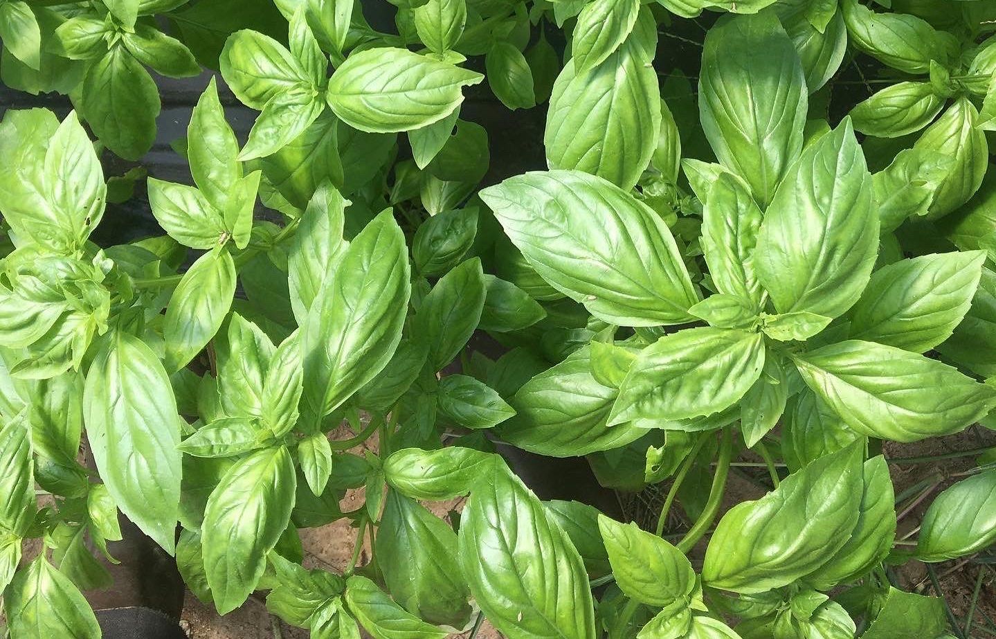 Downtown Waterville Farmers' Market